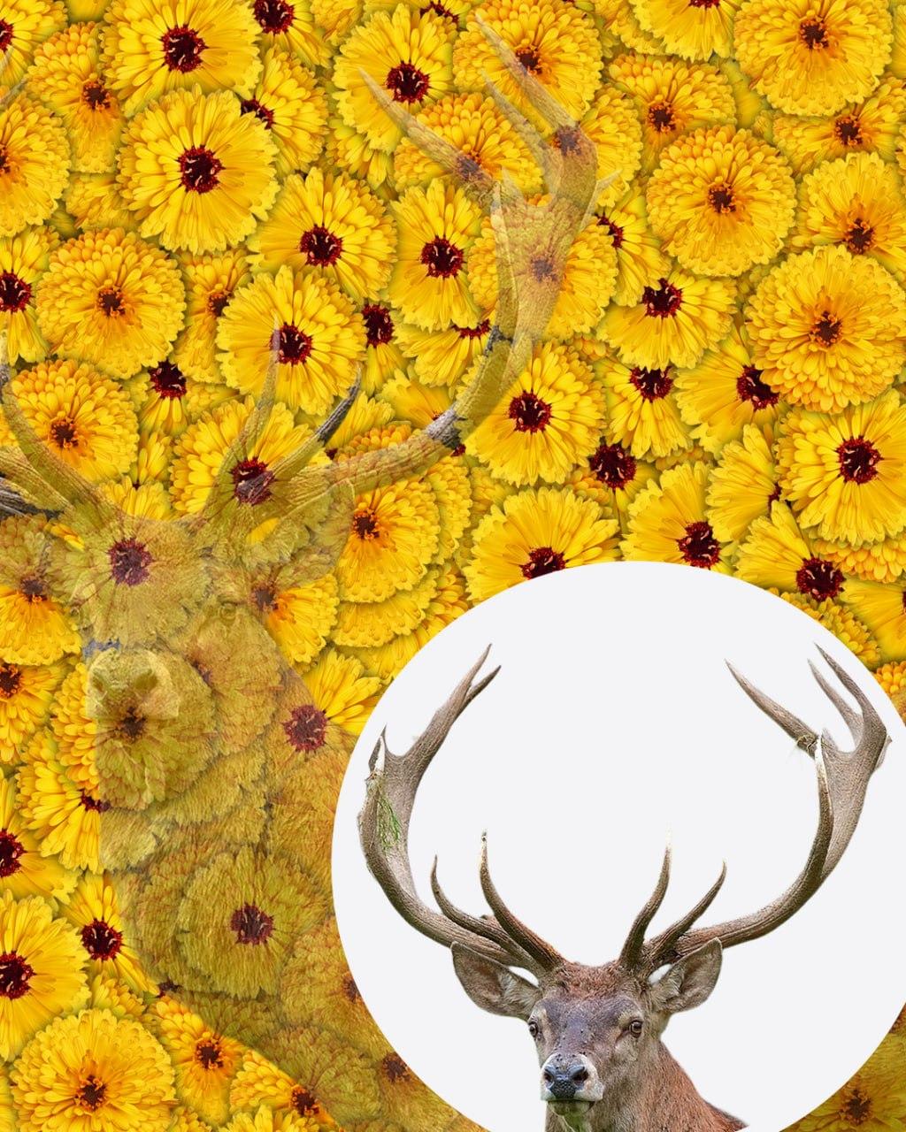 Само 1 от 10 души ще открие елена на снимката за 7 секунди: много сложна оптична илюзия