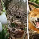 Оптична илюзия ще ви покаже какъв е коефициентът ви на