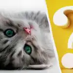 Само хора с висок коефициент на интелигентност ще забележат котка