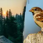 Само хора с "ястребово зрение" могат да открият врабче за