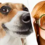 Само истински IQ титан ще види куче в снега за